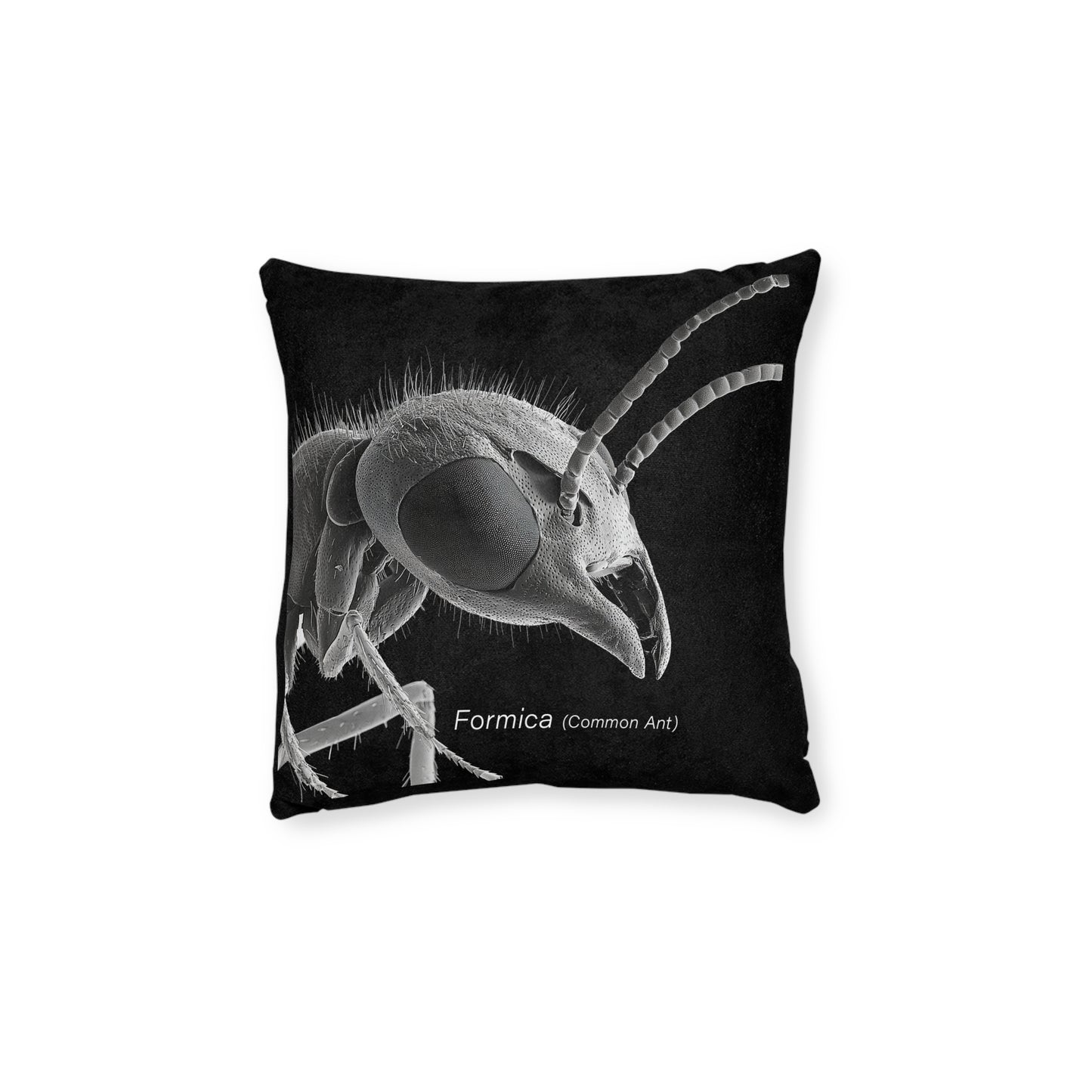 Microscope Ant - Square Pillow - UK