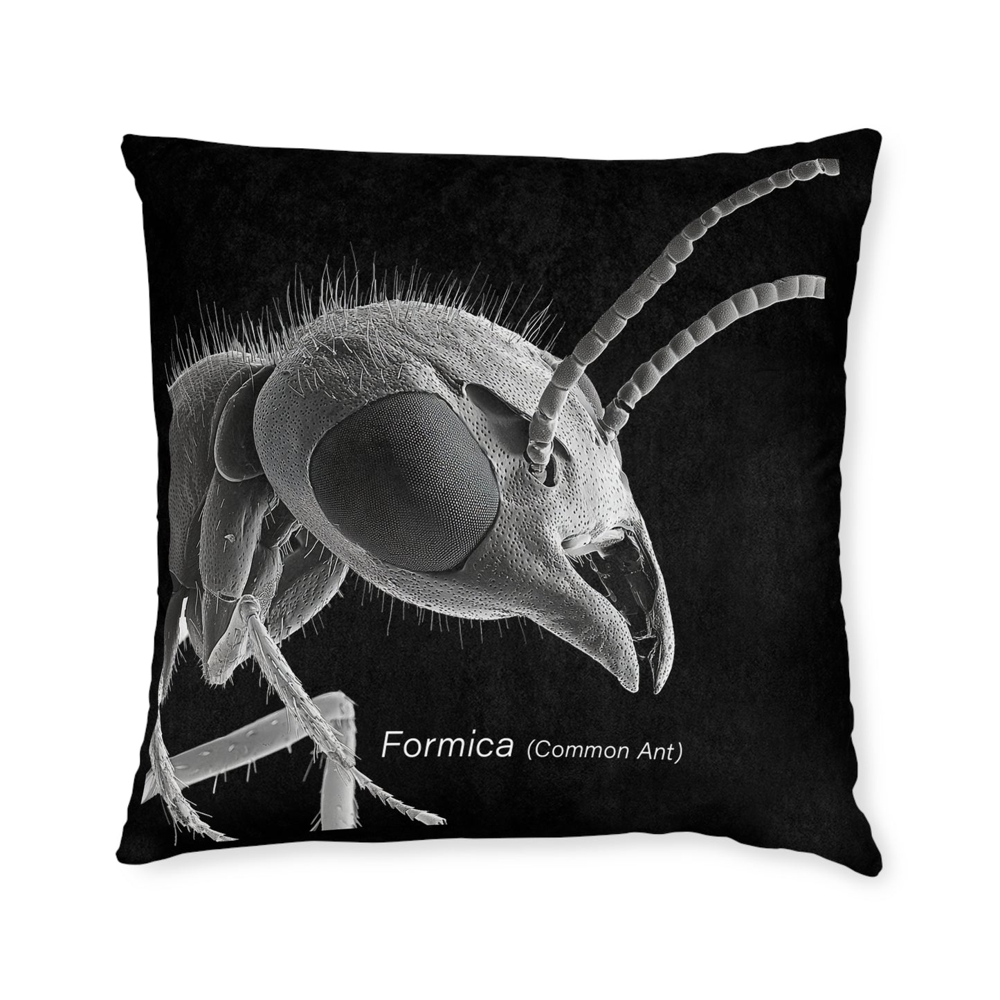 Microscope Ant - Square Pillow - UK